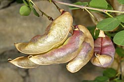 colutea arborescences thumbnail graphic